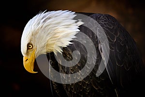 Bald eagle isolated on brown background