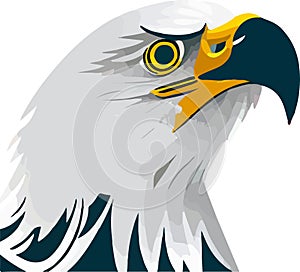 Bald Eagle isolated on white.