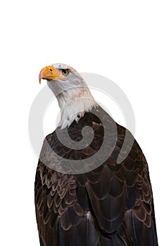 Bald eagle isolated on white background. Clipping path included