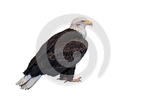 Bald eagle isolated on white background. Clipping path included