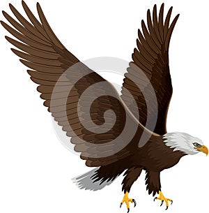 Bald eagle isolated on white - vector