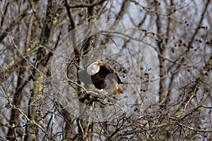 Bald Eagle Jordan Lake NC