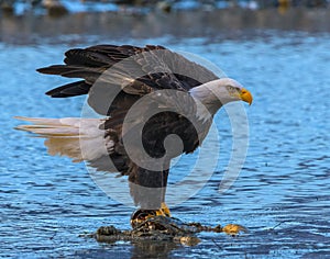 Bald Eagle just landed on his prize, a goodly chunck of Salmon photo