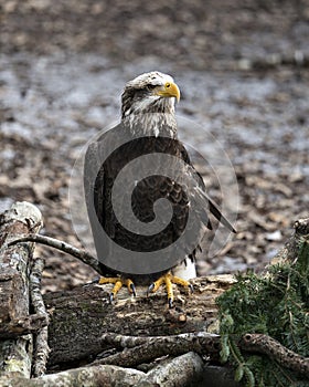 Bald Eagle juvenile photo. Image. Portrait. Picture. Juvenile bird. Bokeh background. Perched on log