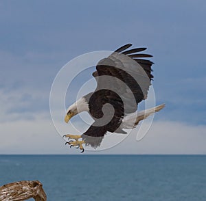 Bald Eagle Landing