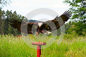 Bald Eagle Landing