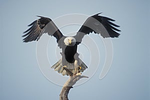 Calvo águila aterrizaje 