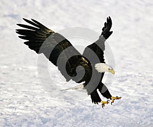 Calvo águila aterrizaje 