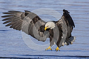 Bald Eagle Landing