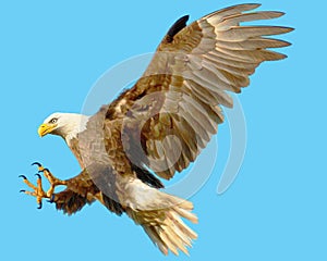 Bald eagle landing attack hand draw and paint color on blue background