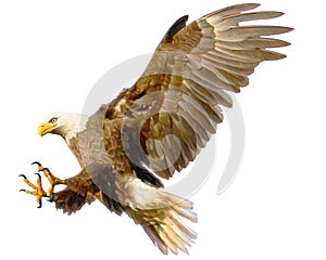 Bald eagle landing attack hand draw and paint color on white background