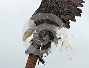 Bald Eagle landing on a falconer`s glove