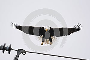 A Bald Eagle landing on a Hydro cable