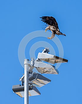 Bald eagle landing on a lamp post