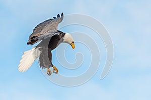 Bald eagle landing with legs hanging