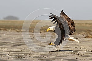 A Bald Eagle landing on a sandy beach with its wings spread and talons out