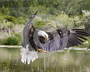 Bald Eagle landing on shore