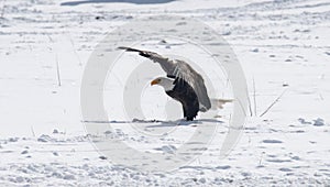 Bald eagle landing in a snowy field