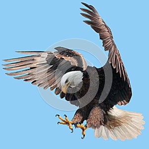 Bald eagle landing swoop attack hand draw and paint on blue sky background