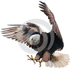 Bald eagle landing swoop attack hand draw and paint on white background