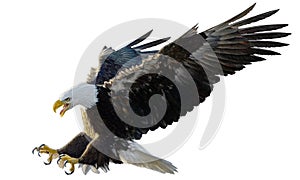 Bald eagle landing swoop attack hand draw and paint on white background