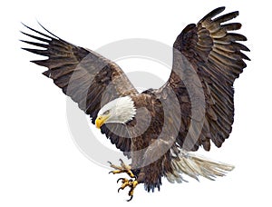 Bald Eagle landing swoop vector.