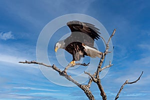 Bald Eagle landing in a tree