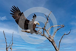 Bald Eagle landing in the tree