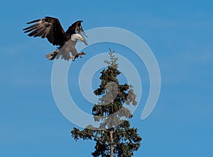 Bald eagle landing in a tree