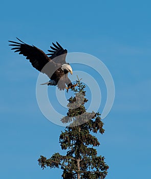 Bald eagle landing in a tree