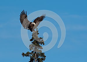 Bald eagle landing in a tree