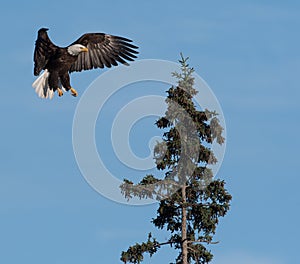 Bald eagle landing in a tree