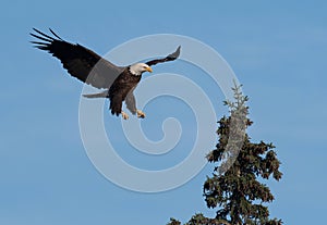 Bald eagle landing in a tree