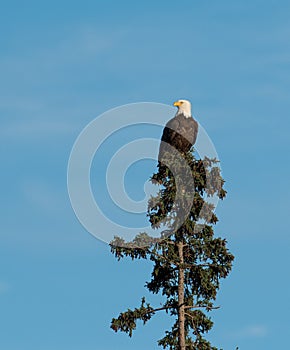 Bald eagle landing in a tree