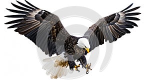 Bald eagle landing on white background. AI Generative