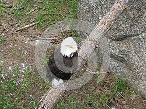Bald Eagle on limb