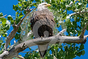 Bald eagle in Littleton, Colorado