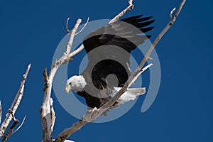 Bald Eagle in Littleton Colorado flying off a tree