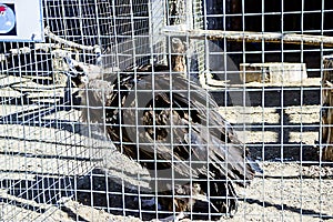 Bald Eagle looking around at a zoo