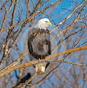 Bald eagle looking dangerous