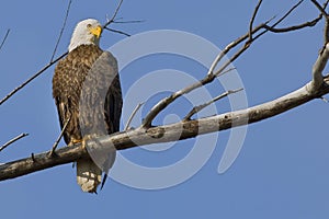Bald Eagle Looking Down In Curiosity