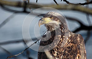 Bald Eagle looking for Ducks