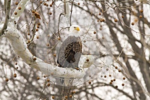 Bald Eagle Looking For Prey