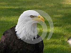 Bald Eagle Looking Right