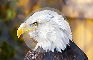 Bald Eagle looking to left, perfect profile of feathery face and