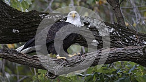 Bald eagle looking from tree top