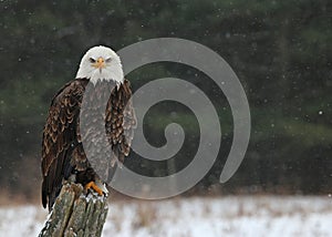 Bald Eagle Looking at You