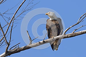 Bald Eagle On The Lookout