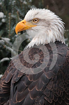 Bald Eagle Looks Left