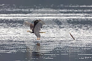 Bald eagle loses the fish